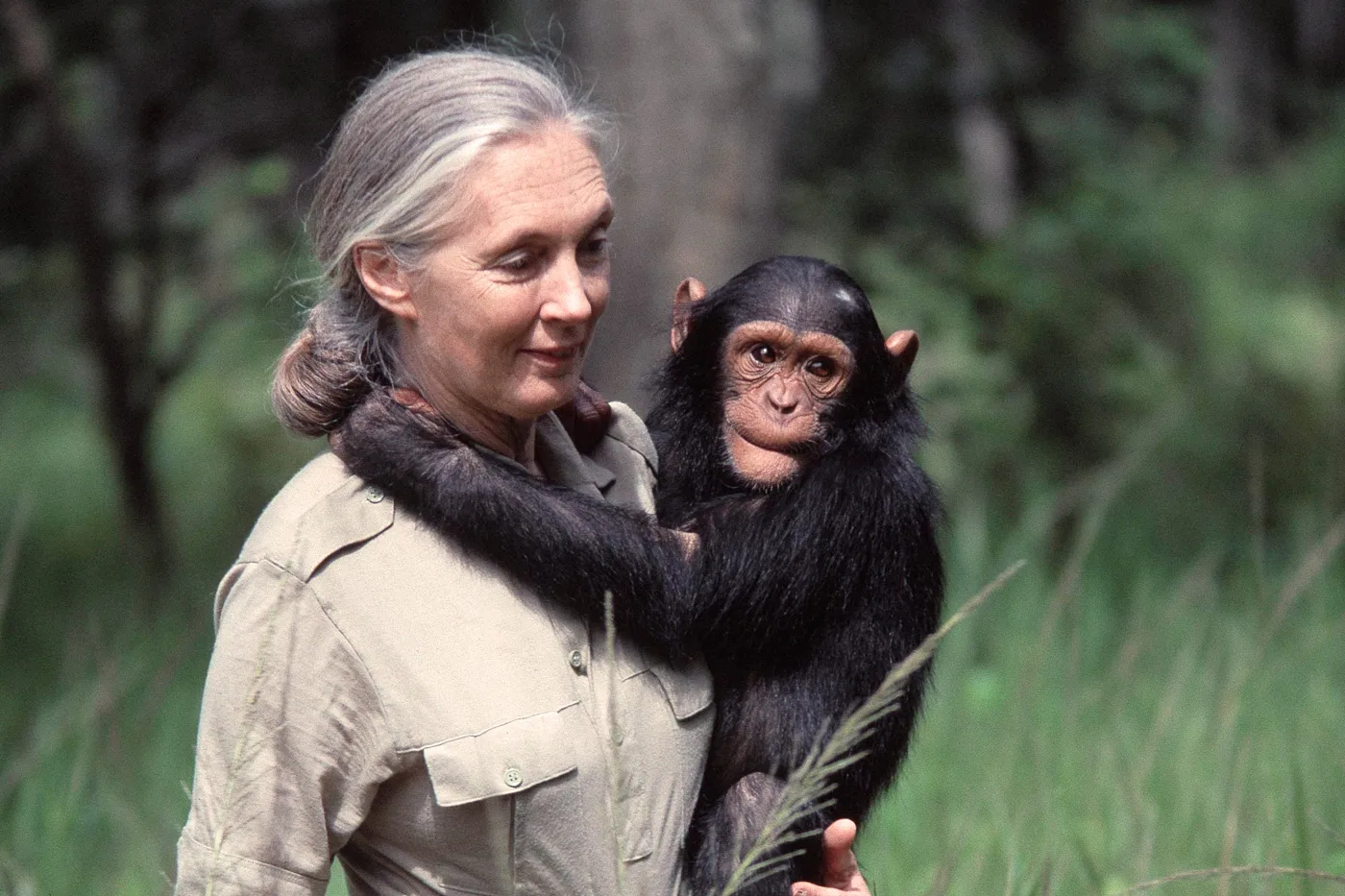 Jane Goodall legado
